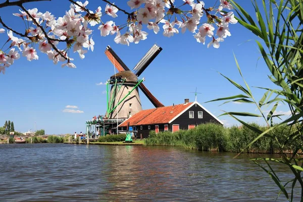 Molino Viento Holanda Vista Primavera Zona Rural Zaanse Schans Zaandam —  Fotos de Stock