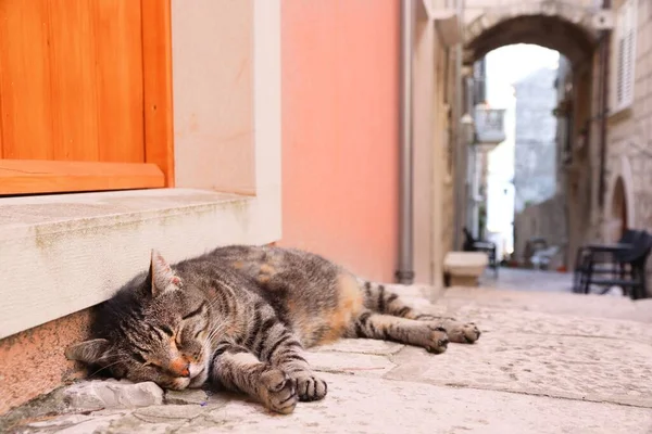 Hırvatistan Korcula Kasabası Korcula Adasındaki Ortaçağ Güçlendirilmiş Şehir Şehir Kedisi — Stok fotoğraf