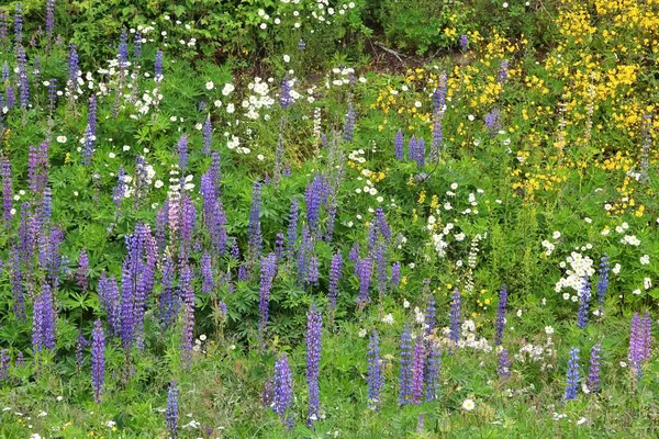 Fleurs Lupin Norvège Plante Herbacée Vivace Famille Des Légumineuses Fabaceae — Photo