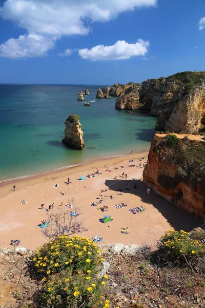 Pallenis Maritima Beach Daisy Ποώδες Πολυετές Φυτό Πορτογαλία Τοπίο Στην — Φωτογραφία Αρχείου