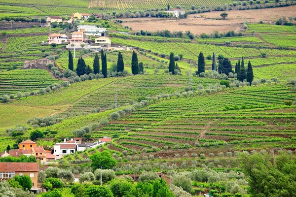 Valle Del Duero Portugal Viñedo Paisaje Rural Alto Douro Doc — Foto de Stock