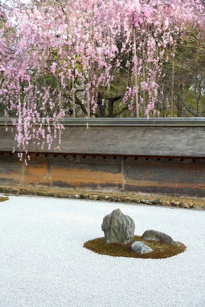 Japanese Rock Garden Cherry Blossoms Kyoto Zen Garden Ryoanji Temple — Stock Photo, Image