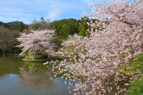 Японская Сакура Цветёт Киото Япония Цветы Сакуры Храме Рёандзи — стоковое фото