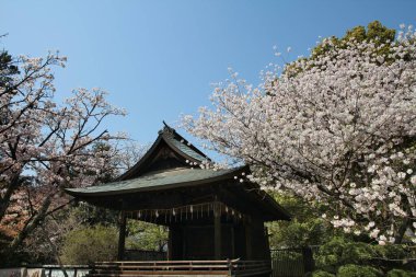 Ueno Park bahar zamanı. Tokyo, Japonya 'da kiraz çiçekleri. Beyaz kiraz çiçekleri.