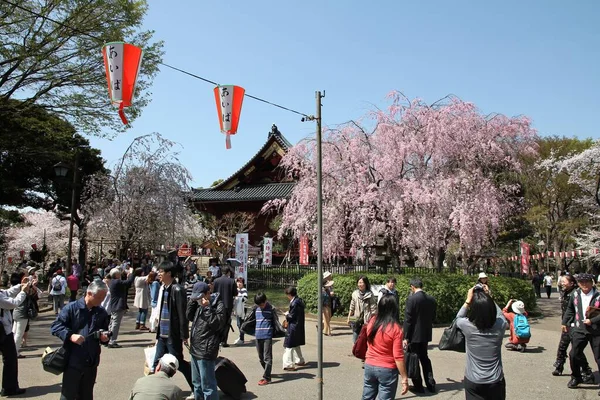 Токио Япония Апреля 2012 Года Люди Наслаждаются Цветением Вишни Сакура — стоковое фото