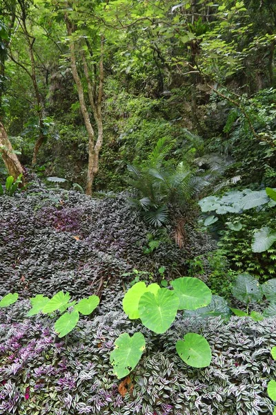 Taiwan Jungle Taroko National Park Taiwan Lush Rainforest Flora — Stock Photo, Image