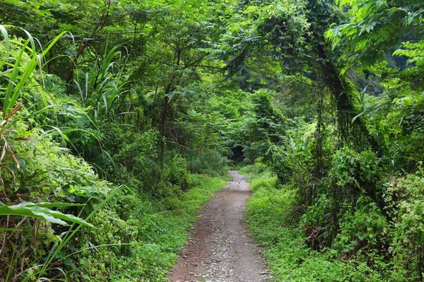 Parc National Taroko Taiwan Sentier Shakadang Sentier Forêt Tropicale Plein — Photo