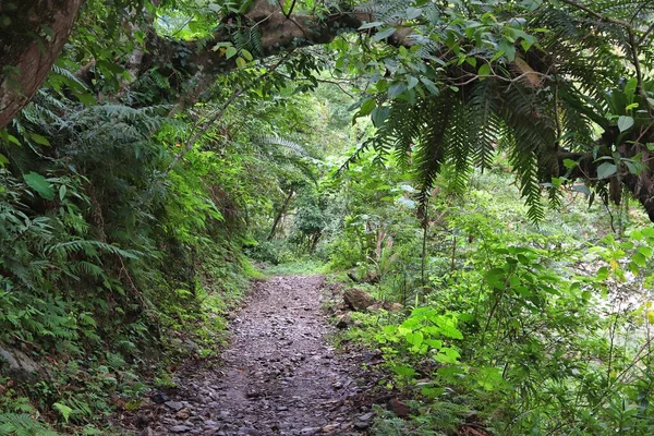 Tayvan Daki Taroko Ulusal Parkı Shakadang Yağmur Ormanlarının Yolunu Takip — Stok fotoğraf