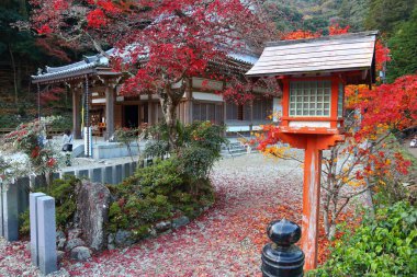 Japonya, Osaka yakınlarındaki Minoh Park 'ta sonbahar yaprakları..