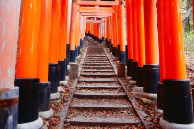 KYOTO, JAPONYA - 28 Kasım 2016: Kyoto 'daki Fushimi Inari türbesinin Torii kapıları. Fushimi Inari 'de 10,000' den fazla tori kapısı var..