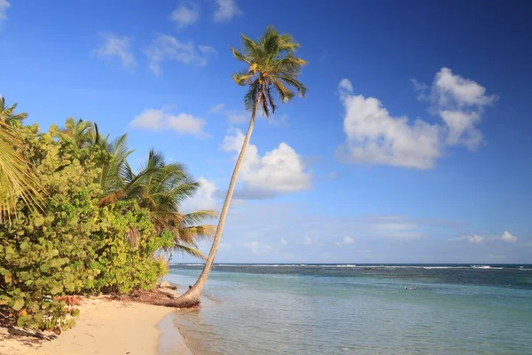 Guadeloupe Zandstrand Caribisch Vakantielandschap Strand Van Bois Jolan Plage Bois — Stockfoto