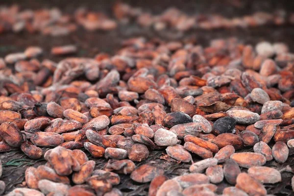 Indústria Chocolate Ilha Caribenha Guadalupe Secagem Grãos Cacau — Fotografia de Stock