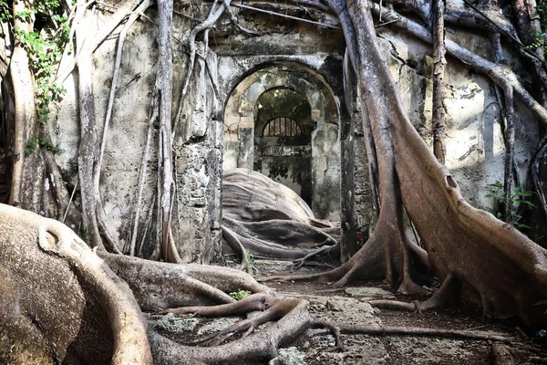 Guadeloupe Landmark Abandoned Slavery Prison Overgrown Fig Trees Grande Terre — Stock Photo, Image