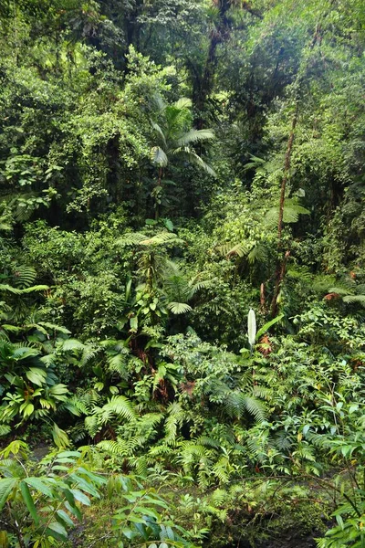 Guadeloupe Karayip Adasında Doğa Guadeloupe Ulusal Parkı Nda Yeşil Yağmur — Stok fotoğraf