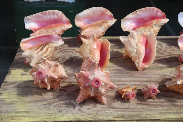 과들루프 과들루프의 시장에서 조개껍데기를 수정하는 — 스톡 사진