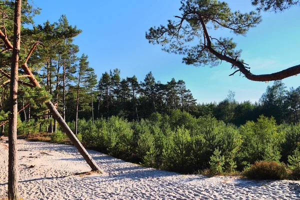 Pologne Paysage Forêt Pins Sur Les Dunes Sable Près Leba — Photo