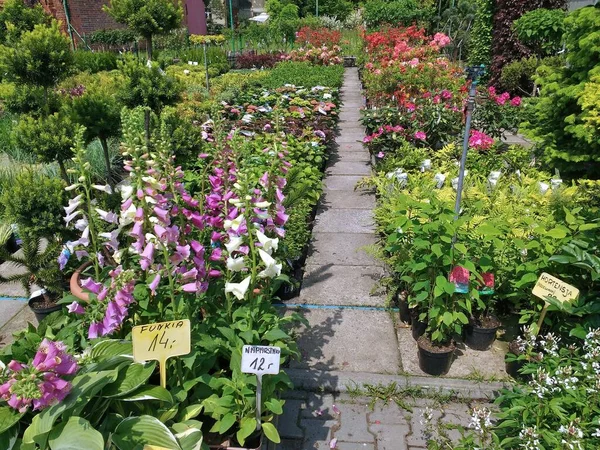 ポーランドの園芸植物園 フォックスグローブの花や他の様々な植物 園芸用品 — ストック写真