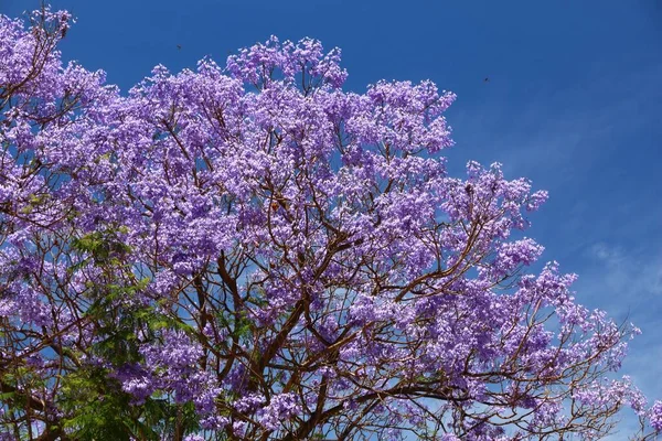 Blue Jacaranda Blooming Tree Corfu Island Greece — Stock Photo, Image