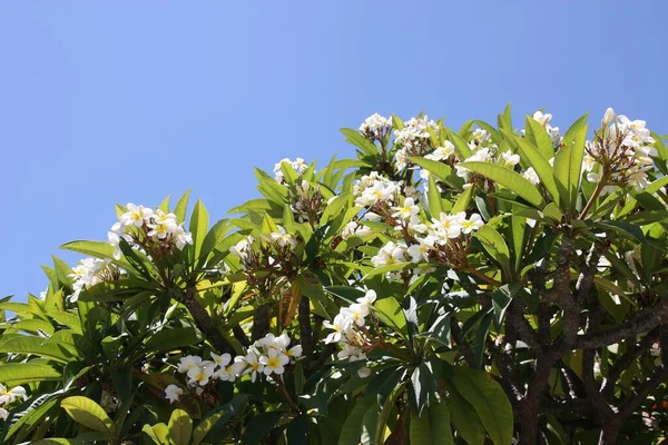 Plumeria Tree Australia White Flowers Plant — Stock Photo, Image
