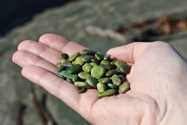 Zielone Kamienie Zbierane Plaży Pamiątki Nowej Zelandii Gemstone Beach — Zdjęcie stockowe