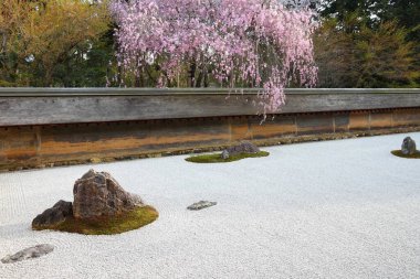 Kyoto 'da Japon kaya bahçesi ve kiraz çiçekleri. Ryoanji Tapınağı 'nın zen bahçesi..