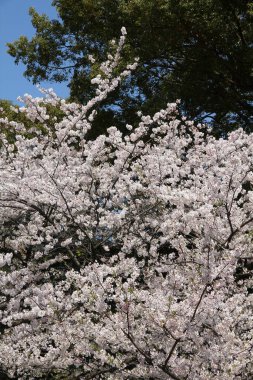 Ueno Park bahar zamanı. Tokyo, Japonya 'da kiraz çiçekleri. Beyaz sakura.