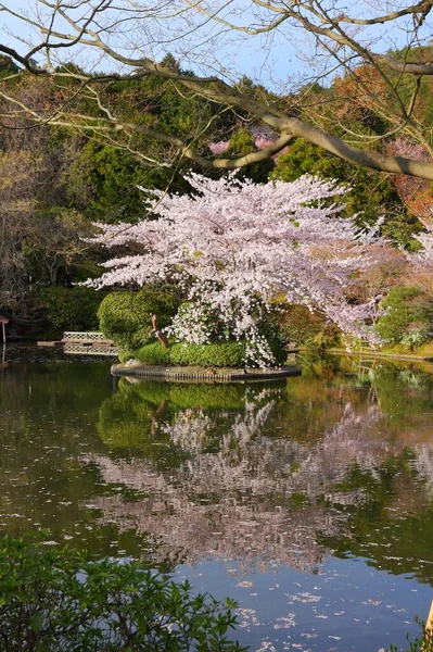 Японская Сакура Цветёт Киото Япония Цветы Сакуры Храме Рёандзи — стоковое фото