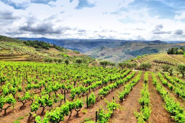 Douro Vadisi. Portekiz üzüm bağı kırsal arazisi. Alto Douro DOC şarabı peyzaj yapıyor.