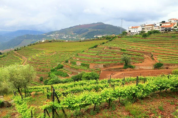 Douro valley. Portugal vineyard countryside landscape. Alto Douro DOC wine making landscape.