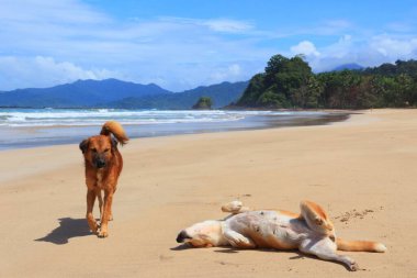 Filipinler 'in Palawan adasındaki Sabang plajında köpek dostlar..