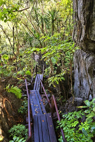 Jungle Hiking Trail Palawan Island Philippines Tropical Karst Rainforest — Stock Photo, Image