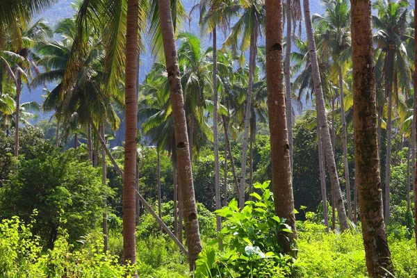 Palm Trees Palawan Natural Landscape Philippines — Stock Photo, Image