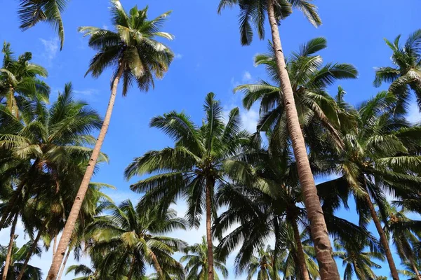 Palm Trees Palawan Natural Landscape Philippines — Stock Photo, Image