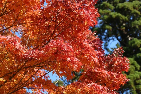 Follaje Otoño Japón Hojas Arce Rojo Parque Kamakura Japón — Foto de Stock