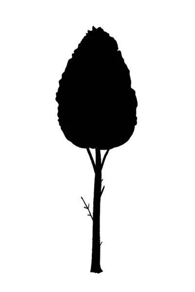 Poplar Tree Silhouette Vector Hand Drawn Isolated Tree — Stock Vector
