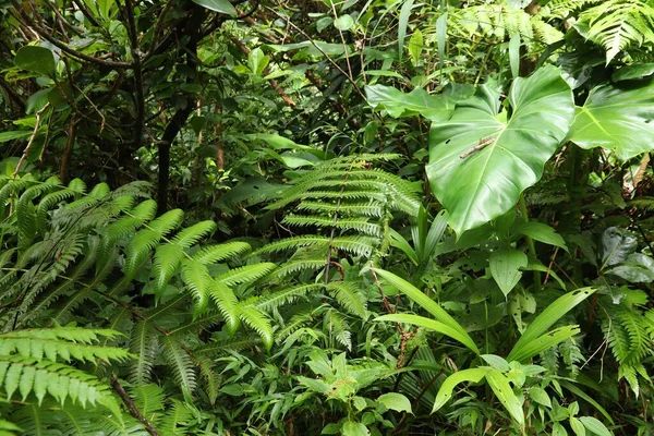 Sopka Soufriere Stezka Deštných Pralesů Guadeloupe Zelený Prales Pozadí Zeleně — Stock fotografie