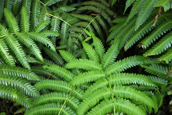 Volcano Soufriere Rainforest Guadeloupe Green Jungle Forest Fern Plants Background — Stock Photo, Image