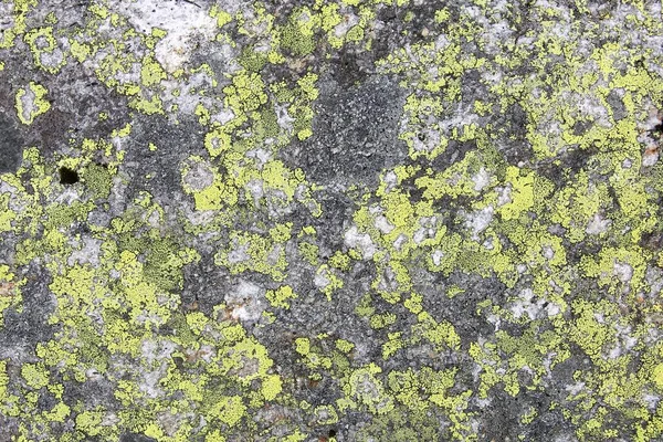 Mapa Liquen Rhizocarpon Geographicum Species Fondo Lichen Creciendo Roca Cuarcita — Foto de Stock