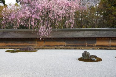 Kyoto 'da Japon kaya bahçesi ve kiraz çiçekleri. Ryoanji Tapınağı 'nın zen bahçesi..
