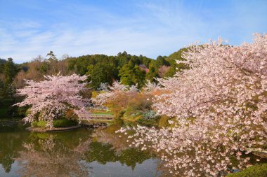 Japon kiraz çiçekleri. Kyoto, Japonya - Ryoanji Tapınağı bahçesinde kiraz çiçekleri.