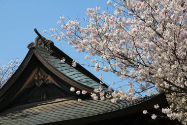 Ueno Park bahar zamanı. Tokyo, Japonya 'da kiraz çiçekleri. Beyaz kiraz çiçekleri.