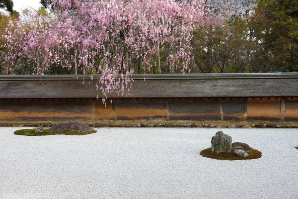 Japanese Rock Garden Cherry Blossoms Kyoto Zen Garden Ryoanji Temple — Stock Photo, Image