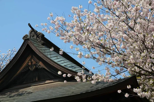 Hora Primavera Parque Ueno Cerejeira Floresce Tóquio Japão Flores Brancas — Fotografia de Stock
