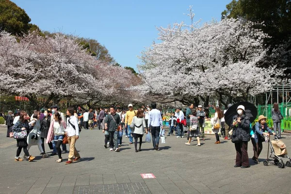 Tokyo Japan Április 2012 Emberek Élvezik Cseresznyevirágok Sakura Ueno Park — Stock Fotó