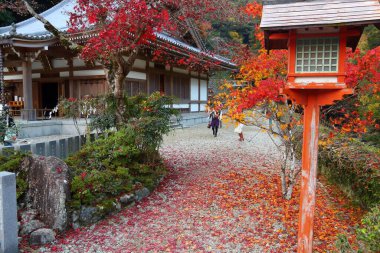 Japonya, Osaka yakınlarındaki Minoh Park 'ta sonbahar renkleri.