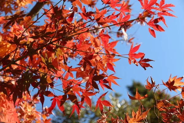 Japan autumn foliage - red maple tree leaves in a park in Kamakura, Japan.