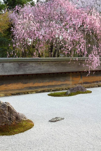 Japan Zen Garden Cherry Blossoms Kyoto Zen Rock Garden Ryoanji — Stock Photo, Image