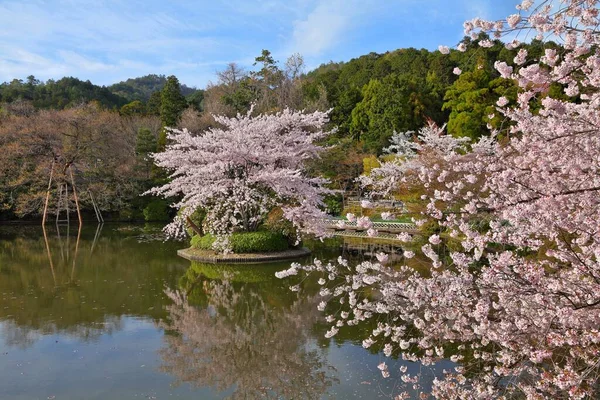 Japanische Kirschblüten Kyoto Japan Kirschblütenblumen Ryoanji Tempel — Stockfoto