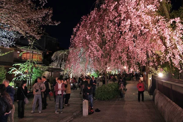 Kyoto Ιαπωνια Απριλιου 2012 Επισκέπτες Απολαμβάνουν Νυκτερινά Άνθη Κερασιάς Sakura — Φωτογραφία Αρχείου