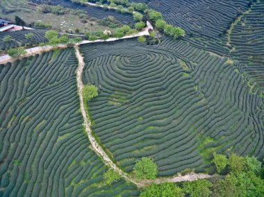 Üstünde tepe-in dağ çay bahçesi peyzaj hava fotoğrafçılığı